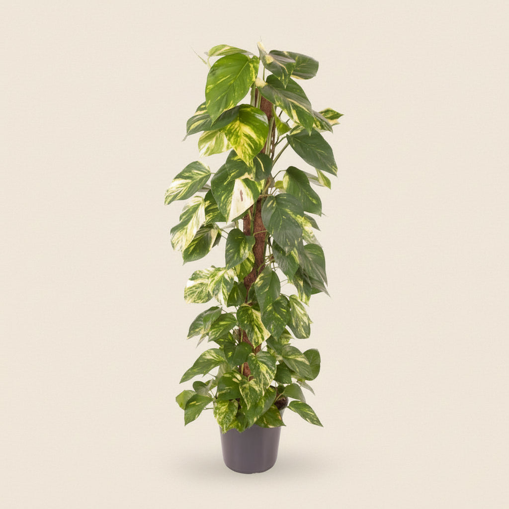Epipremnum Pinnatum