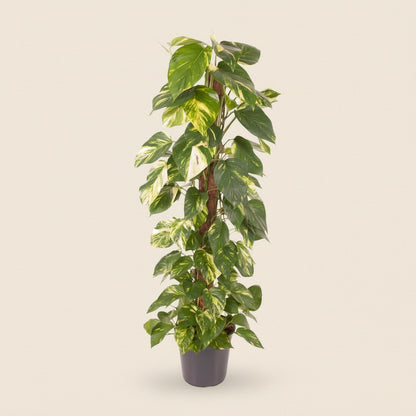 Epipremnum Pinnatum