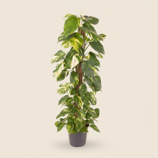 Epipremnum Pinnatum