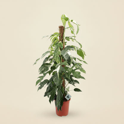 Epipremnum Pinnatum Albo Variegata - plante d'intérieur
