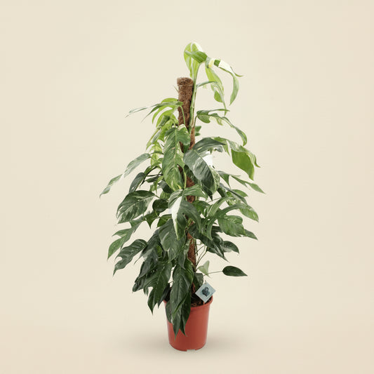 Epipremnum Pinnatum Albo Variegata - plante d'intérieur