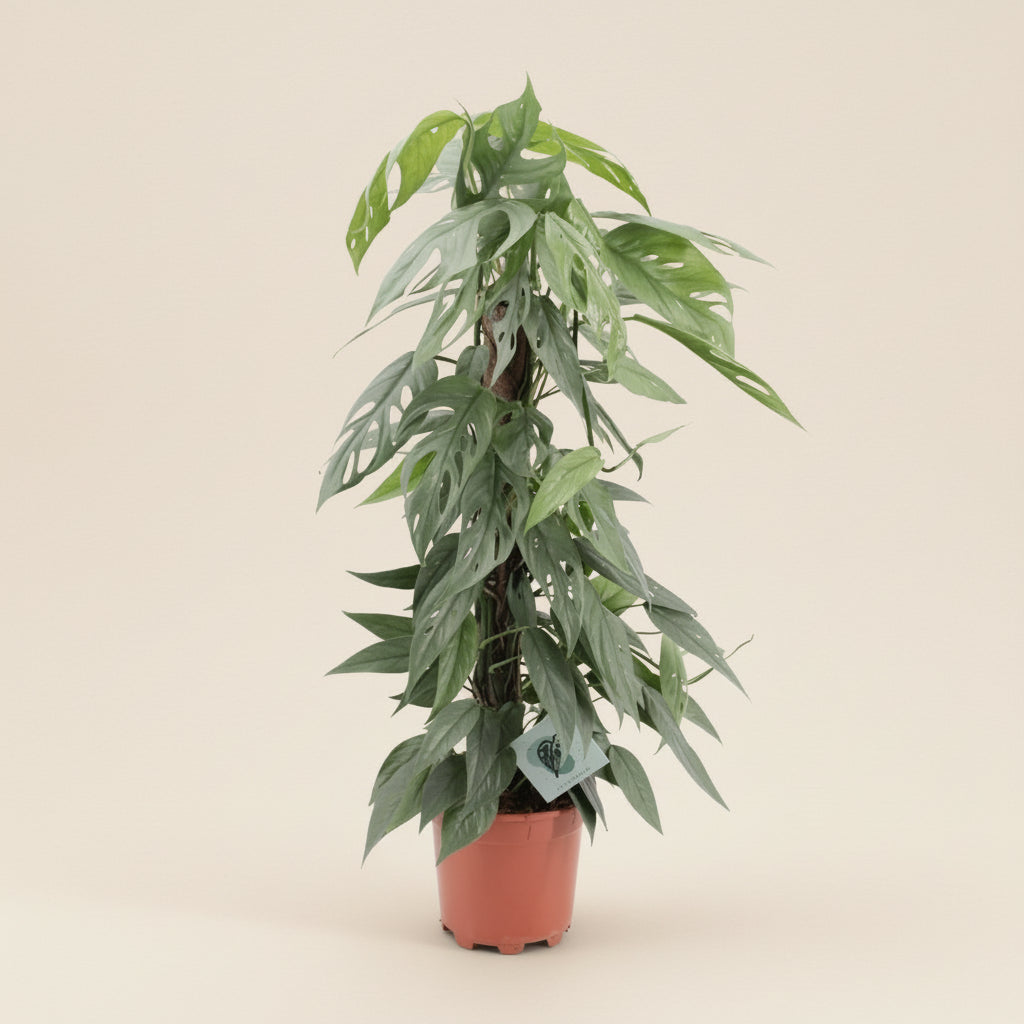Epipremnum Pinnatum Cebu Blue M - 65cm