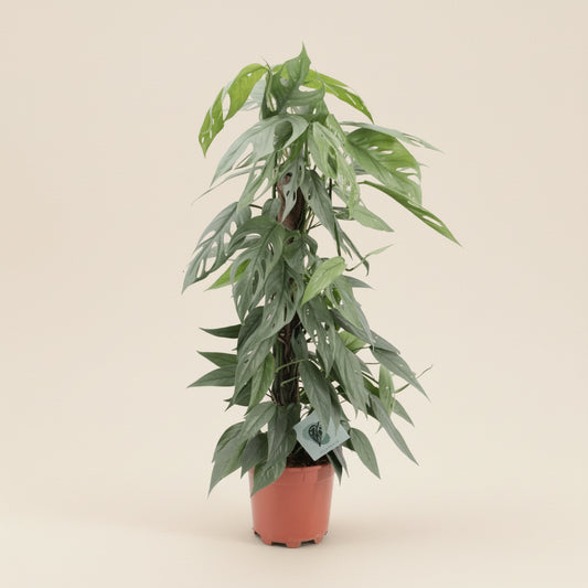 Epipremnum Pinnatum Cebu Blue M - 65cm
