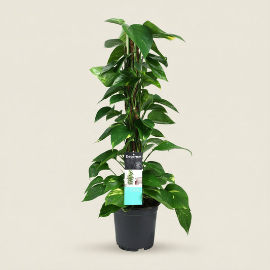 Epipremnum aureum