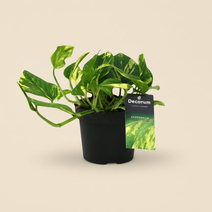 Epipremnum aureum N'joy Gold