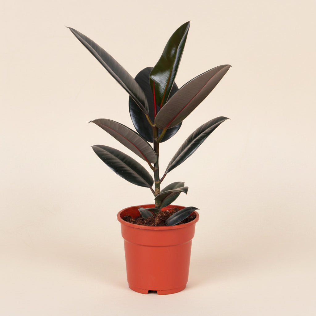 Ficus Elastica Abidjan - Plante d'intérieur