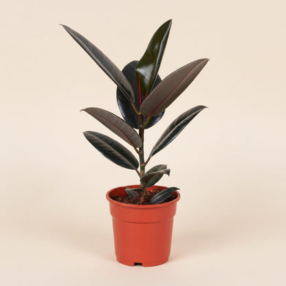 Ficus Elastica Abidjan - Plante d'intérieur