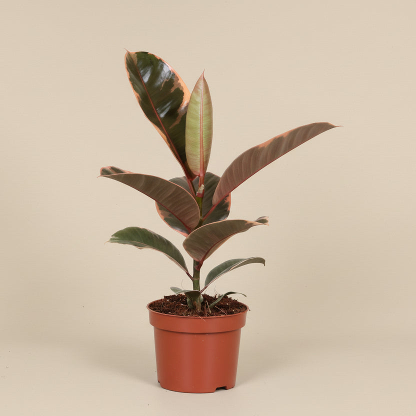 Ficus Elastica