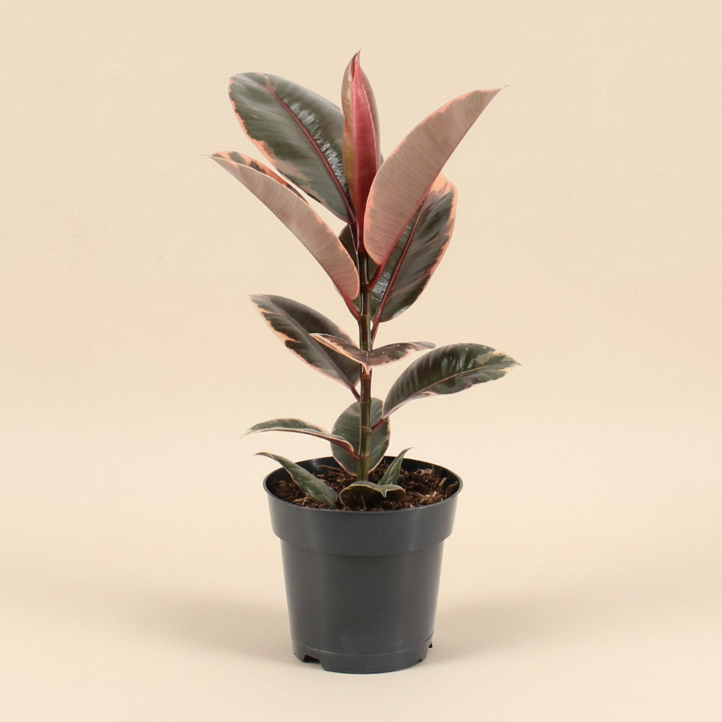 Ficus Elastica Belize - Plante d'intérieur