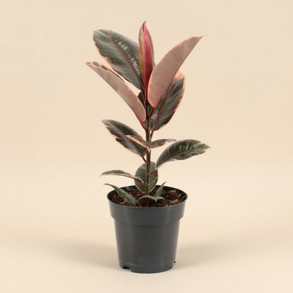Ficus Elastica Belize - Plante d'intérieur