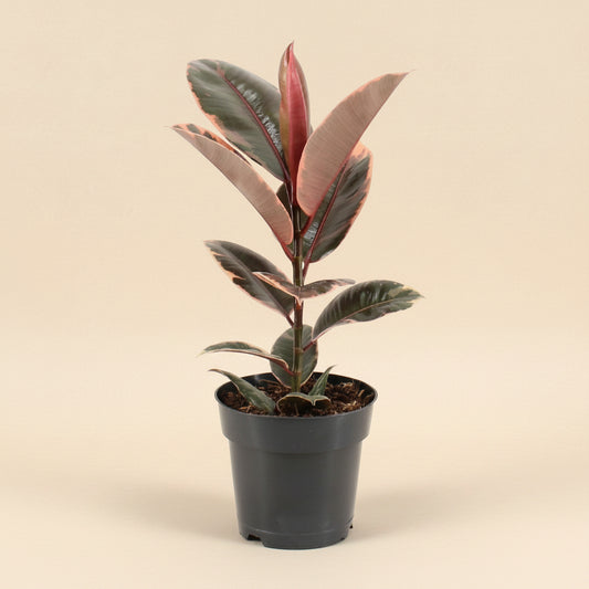 Ficus Elastica Belize - Plante d'intérieur