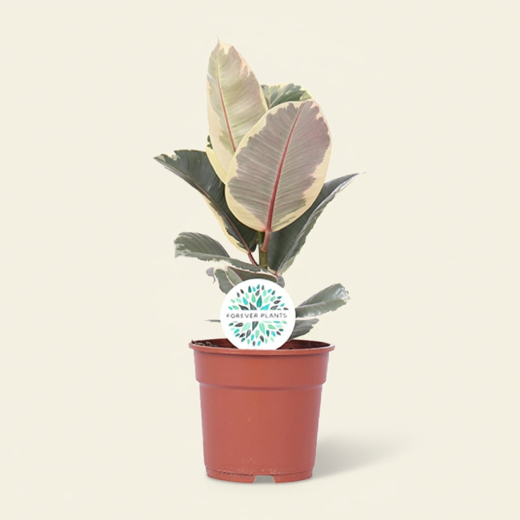  Ficus elastica Tineke - Plante d'intérieur rare