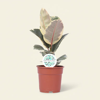  Ficus elastica Tineke - Plante d'intérieur rare