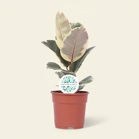  Ficus elastica Tineke - Plante d'intérieur rare