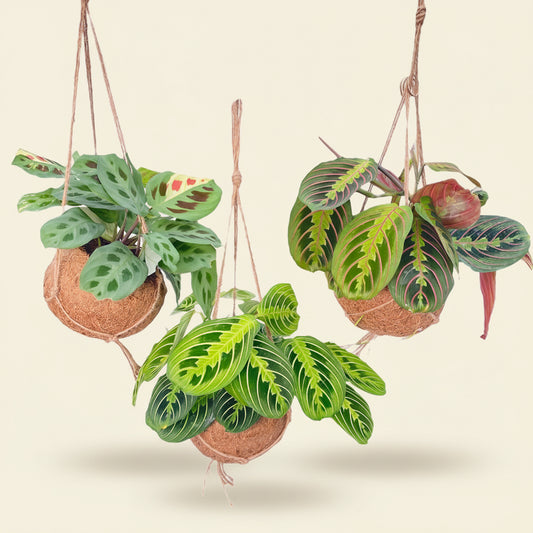 Kokodama Maranta Mix – plante d'interieur