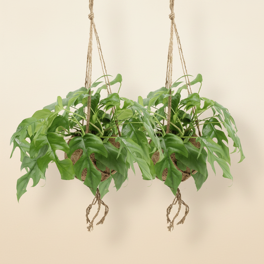 Kokodama Monstera Minima - Plante tropicale d'intérieur