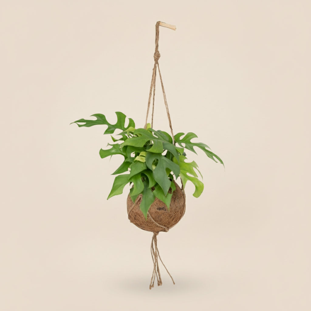Monstera Minima