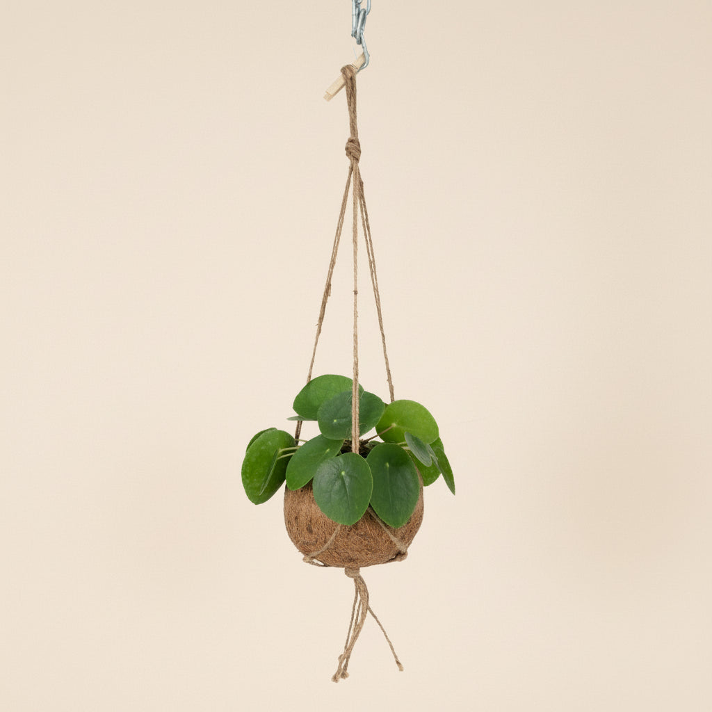 Pilea 