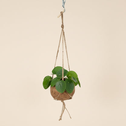 Pilea 