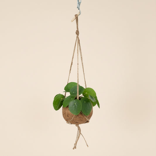 Pilea 