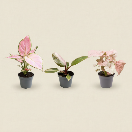 Lot Pink is the new green XS
