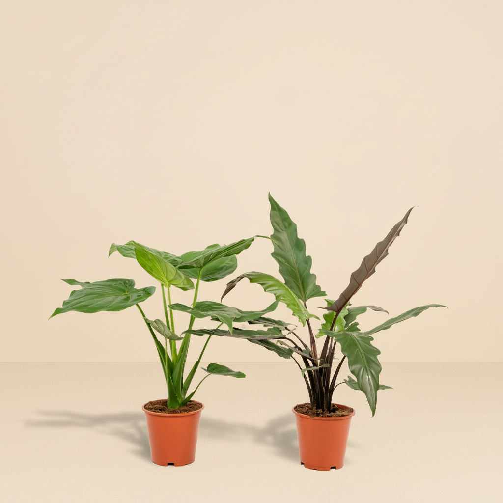 Lot 2x Alocasia