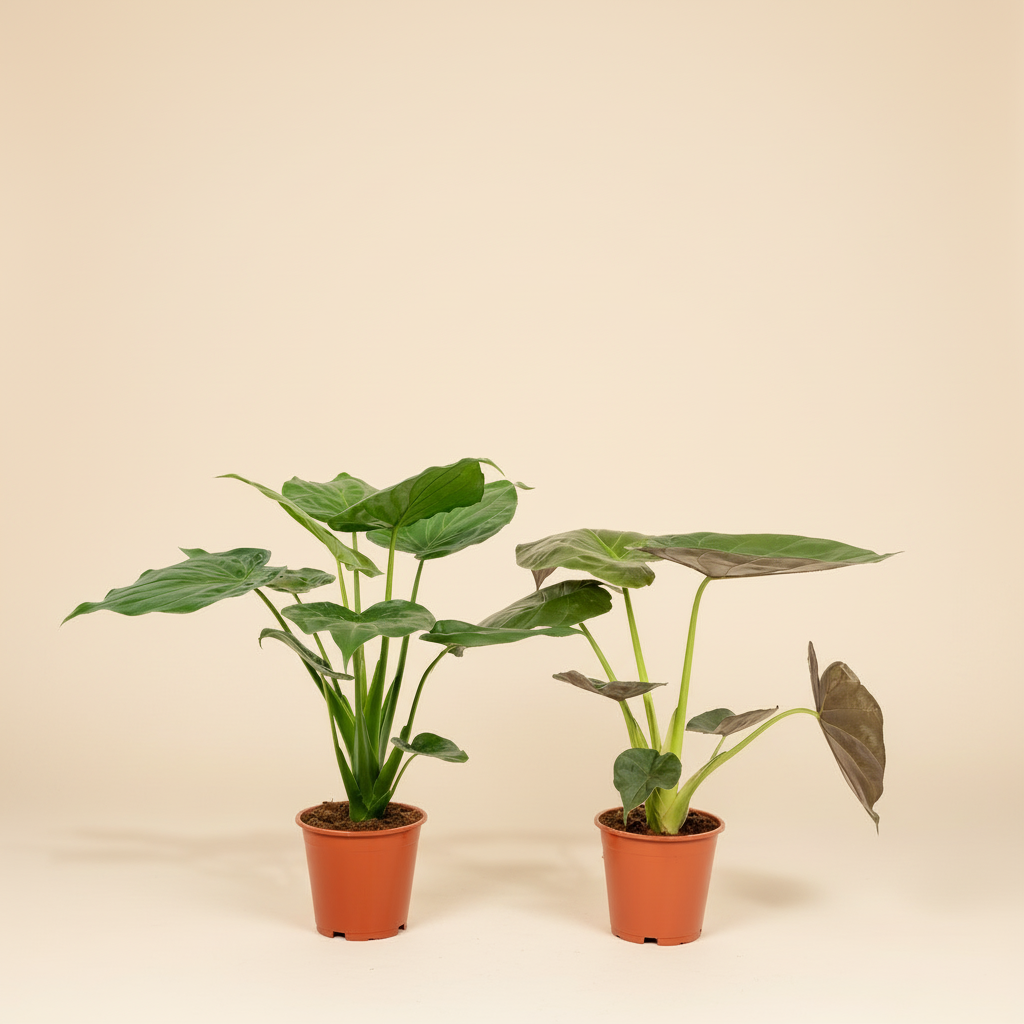 Lot 2x Alocasia