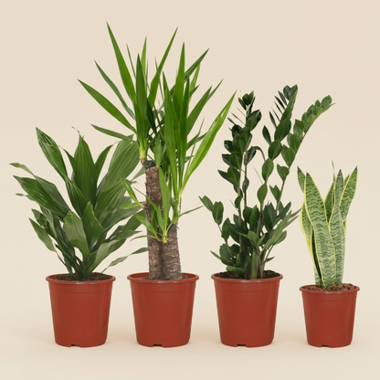 Box plantes Faciles