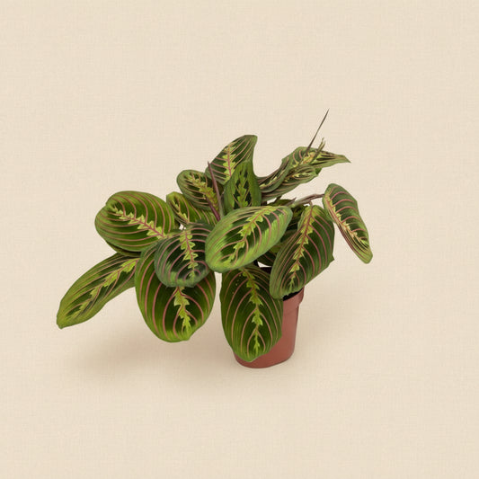 Maranta leuconeura Fascinator