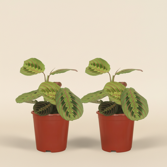 Maranta Fascinator