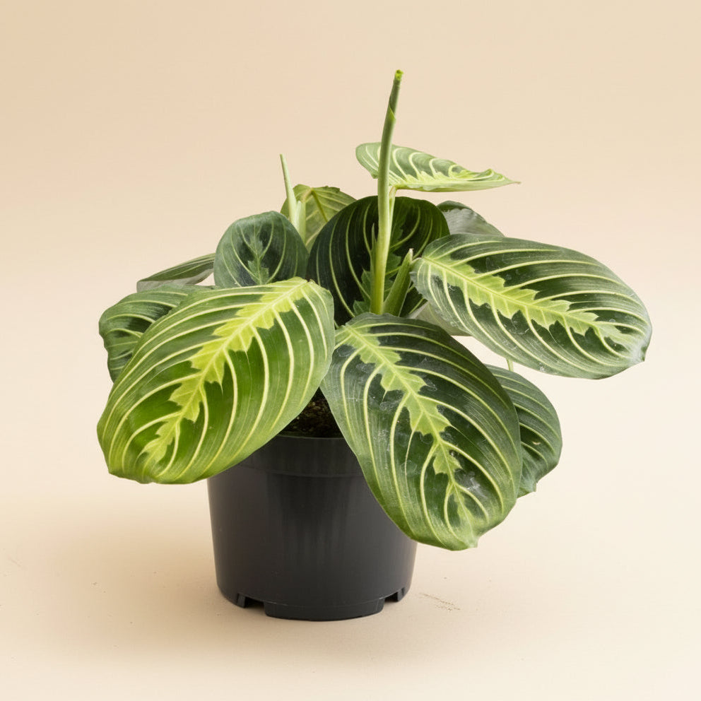 Maranta leuconeura Lemon Lime - Plante d'intérieur rare