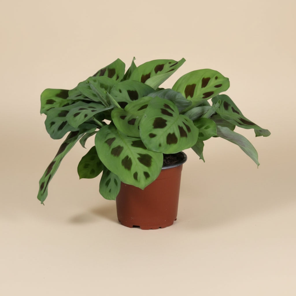 Maranta Leuconeura