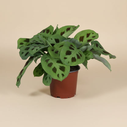 Maranta Leuconeura