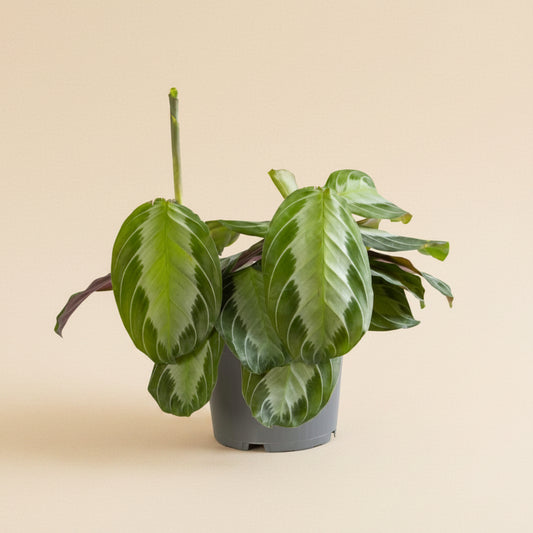 Maranta Leuconeura Silver Band - Plante intérieur tropicale
