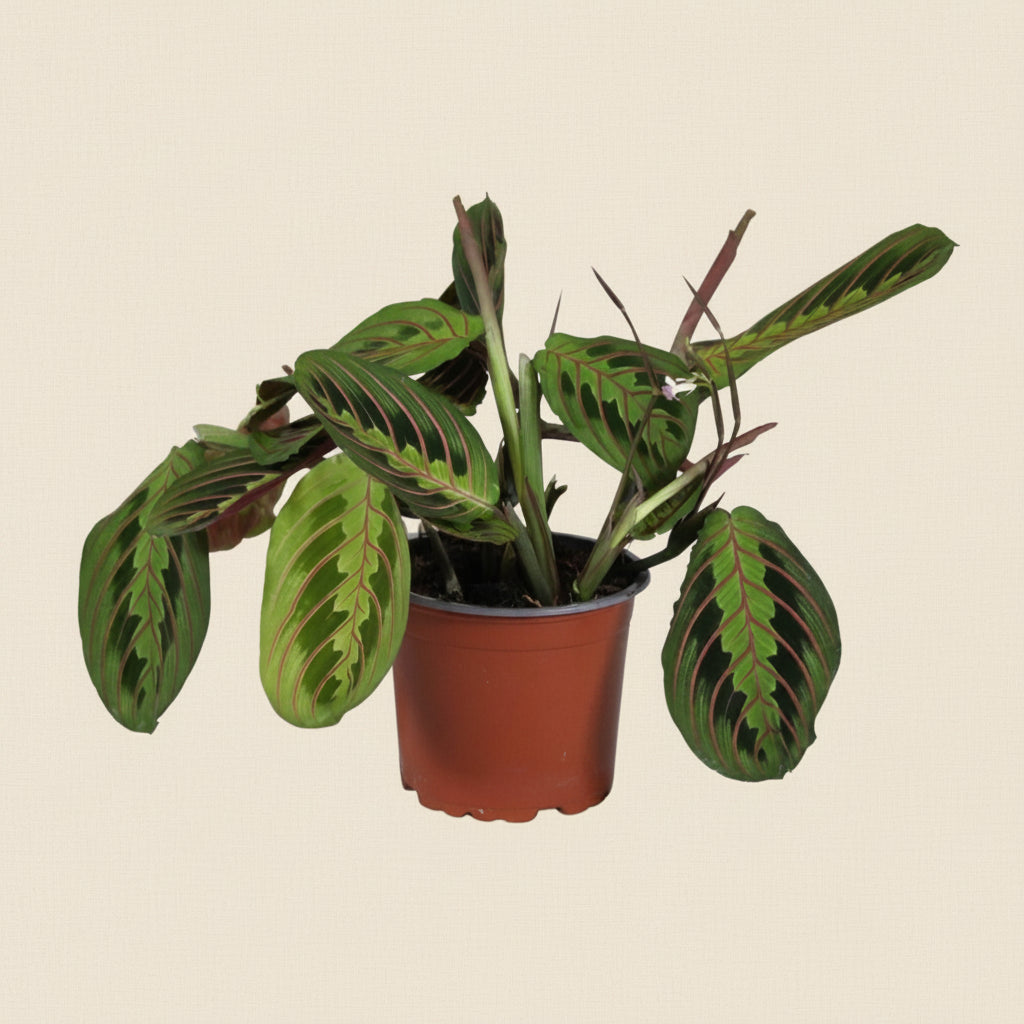 Maranta leuconeura Fascinator - Plante intérieur tropicale
