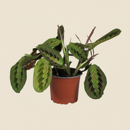 Maranta leuconeura Fascinator - Plante intérieur tropicale