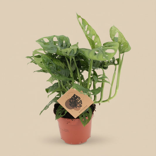 Monstera adansonii