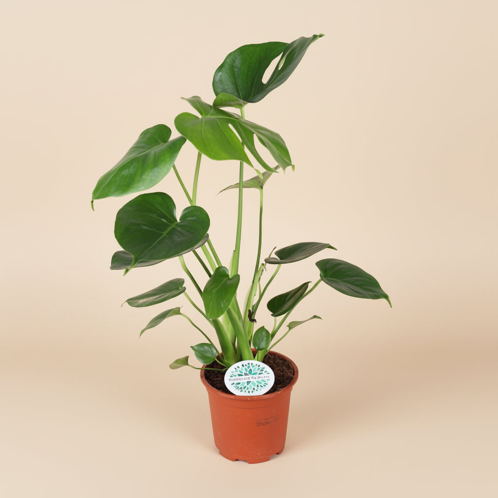 Monstera Deliciosa