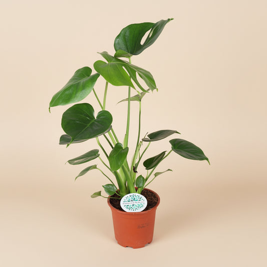 Monstera Deliciosa