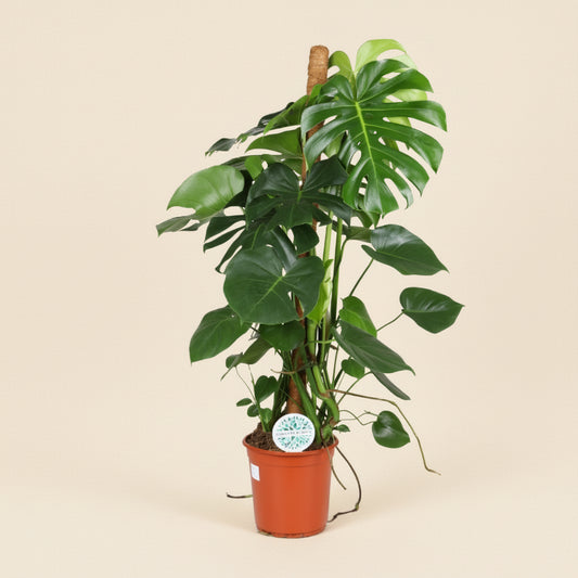 Monstera Deliciosa