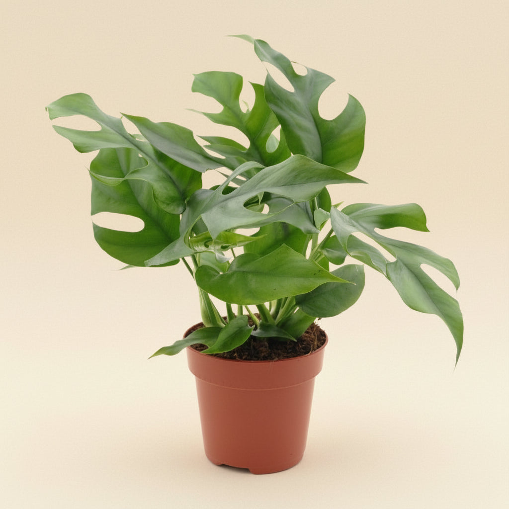 Monstera Minima