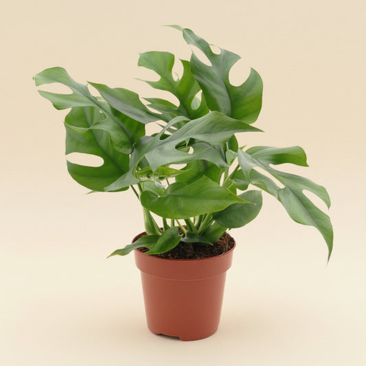 Monstera Minima