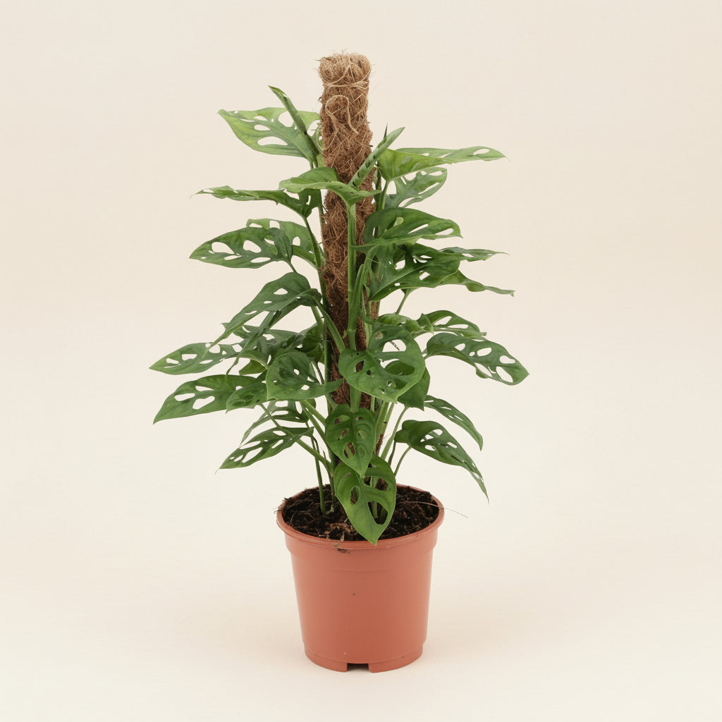 Monstera adansonii