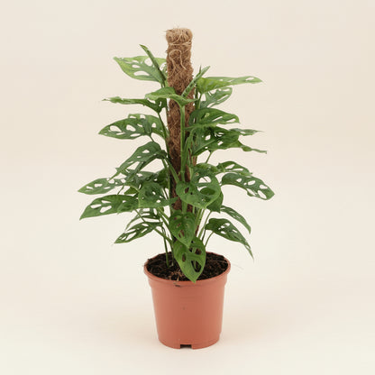 Monstera adansonii