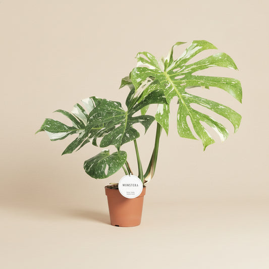 Monstera Thai Constellation