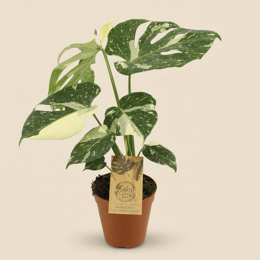 Monstera Thai Constellation