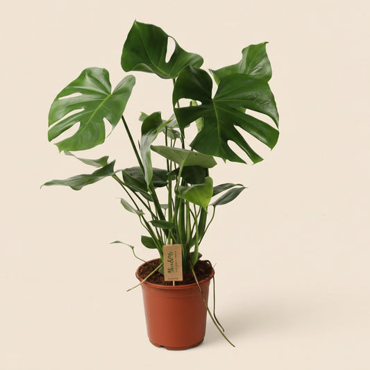Monstera Deliciosa