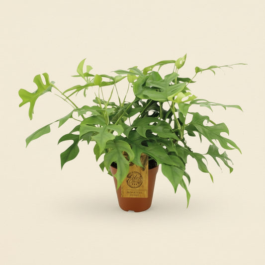 Monstera Minima