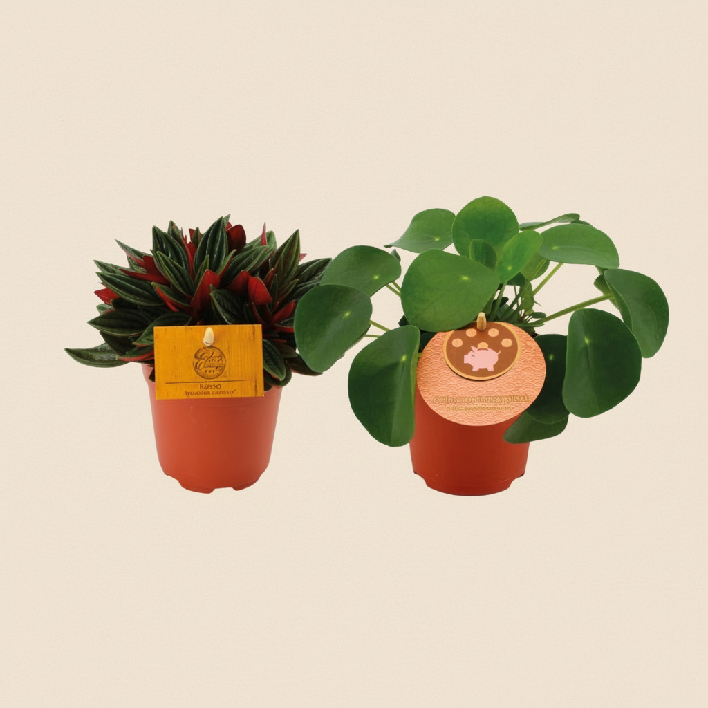 Lot Peperomioides