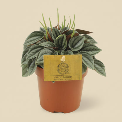 Peperomia Napoli